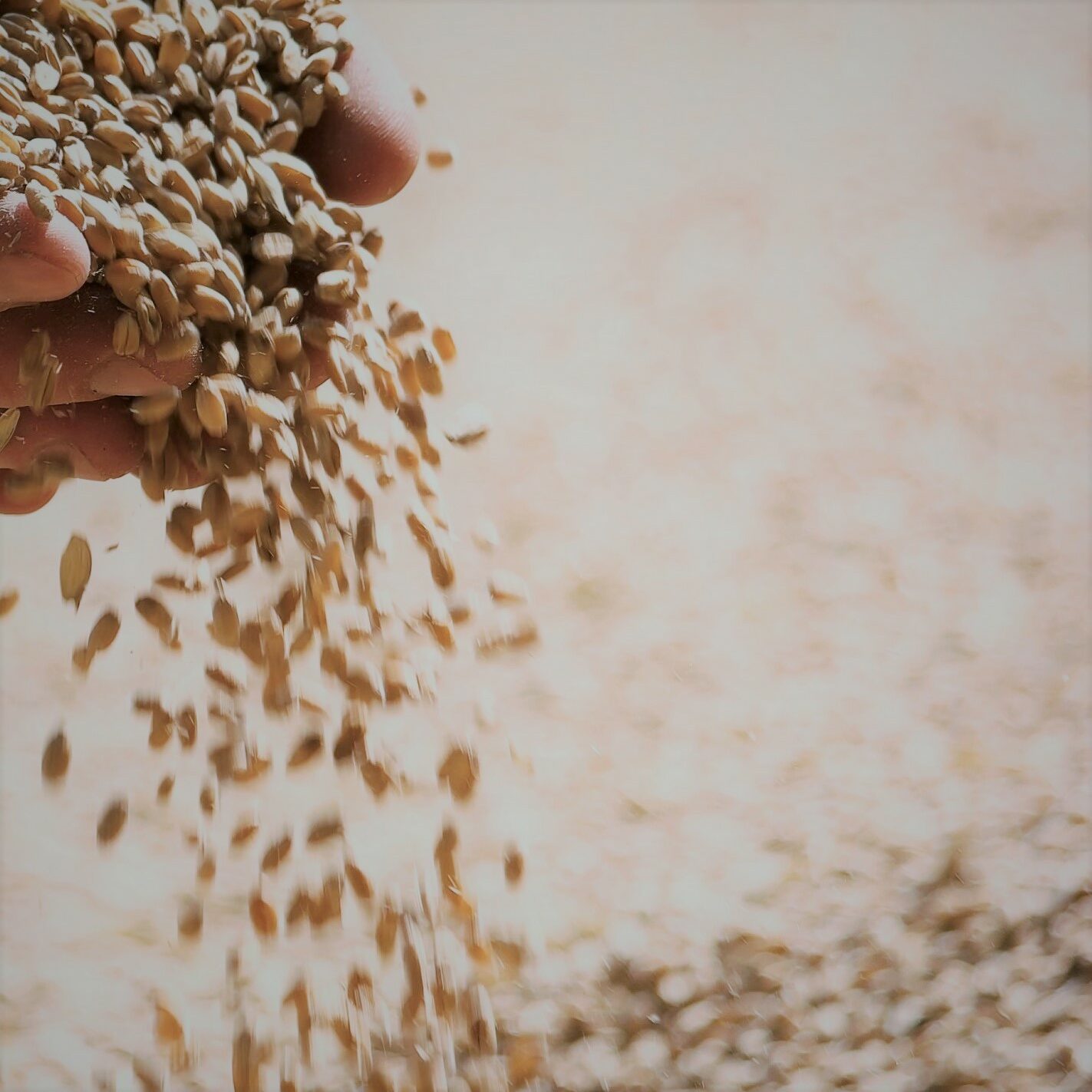 Wheat,Grains,In,Hands,At,Mill,Storage.,Close,Up.,Good